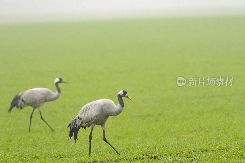 在迁徙季节的普通鹤(Grus Grus)